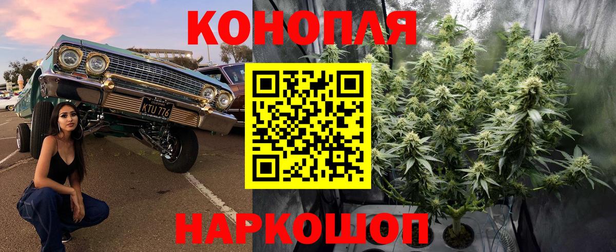 Бошки Шишки гибрид Тамбов